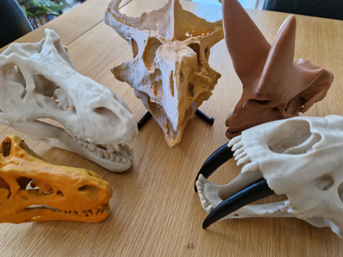 3D printed prehistoric skulls